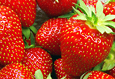 Erdbeeren - wenig Kalorien zum Selberpflcken