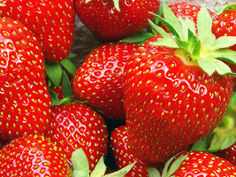 Erdbeeren - wenig Kalorien zum Selberpflücken
